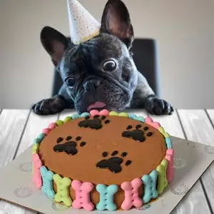 pet cakes